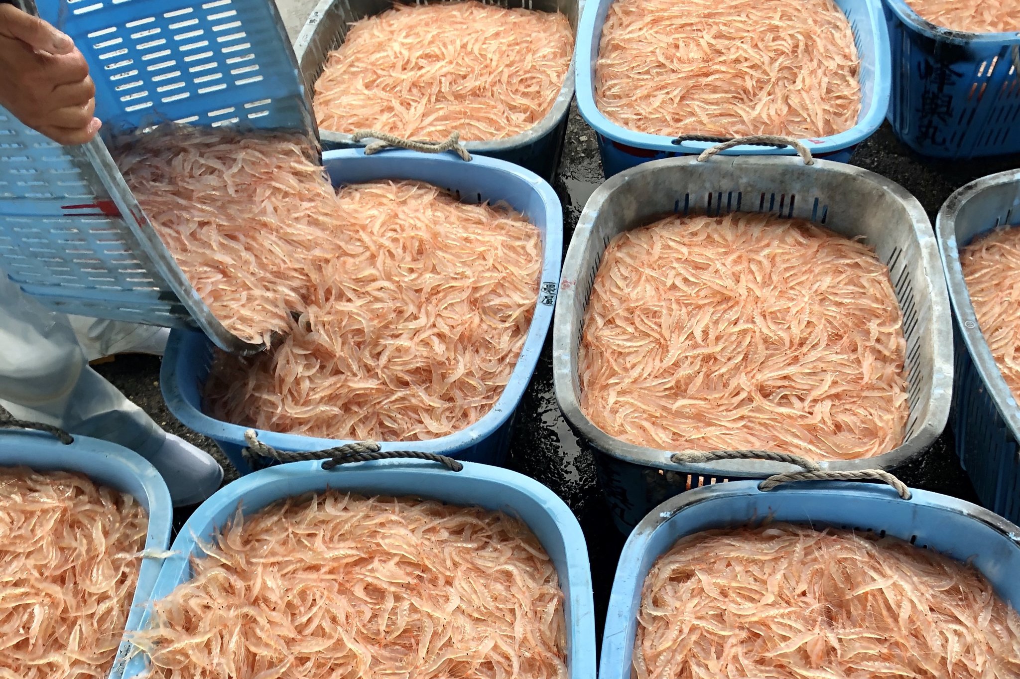 富山湾の宝石「白エビ」を味わう – とやまもの