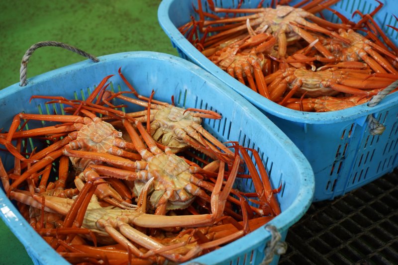 紅ズワイガニ 富山湾蟹 漁港直送 浜湯で即冷凍 20杯 - 魚介類(加工食品)